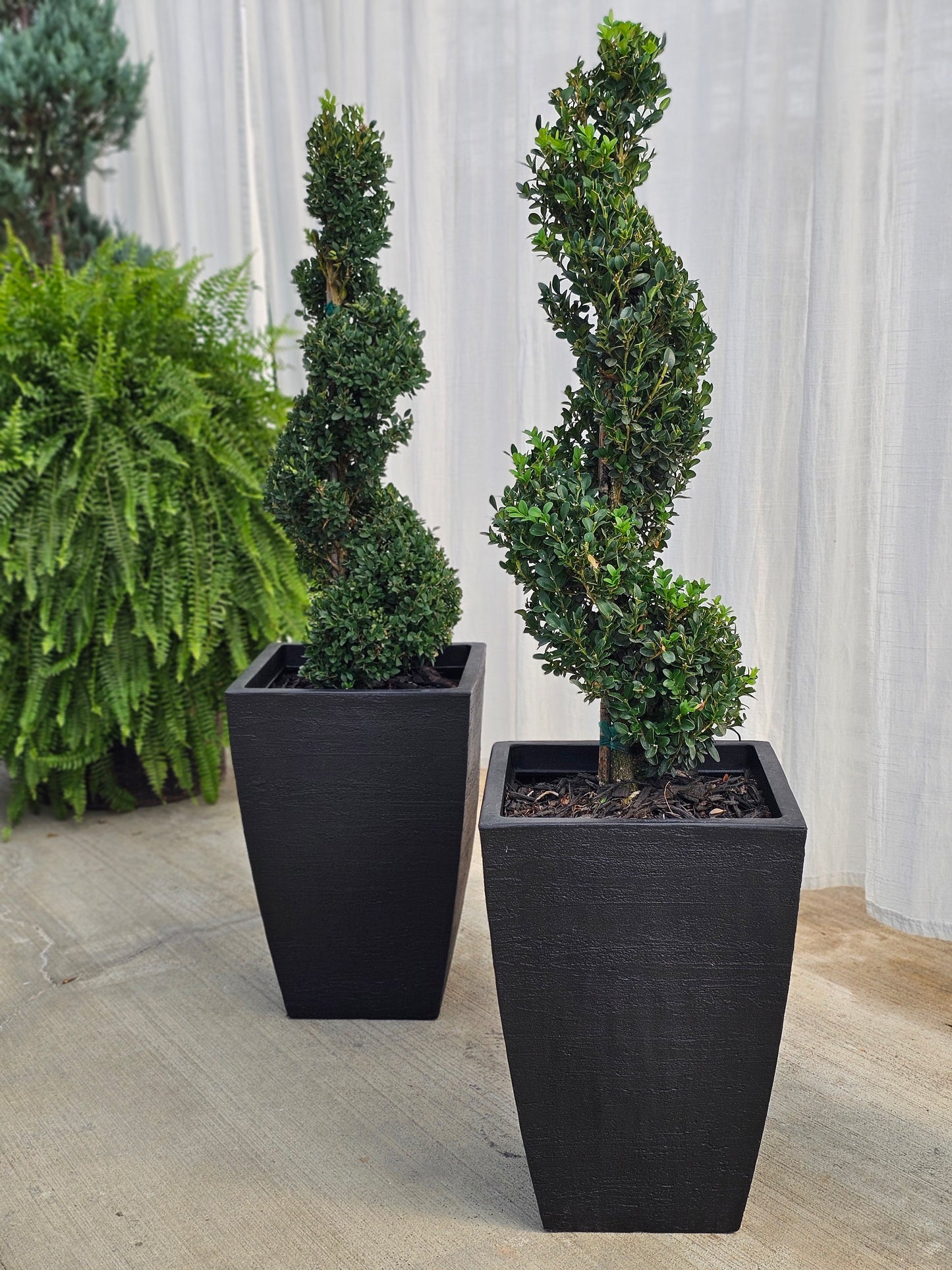 Spiral Topiary - Boxwood (medium/black)