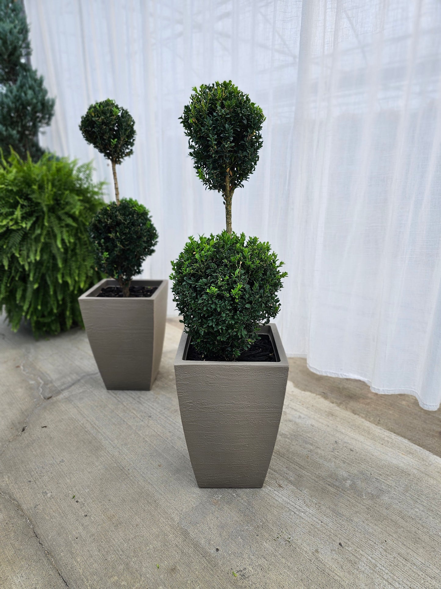 2-Tier Ball Topiary - Boxwood (medium/taupe)