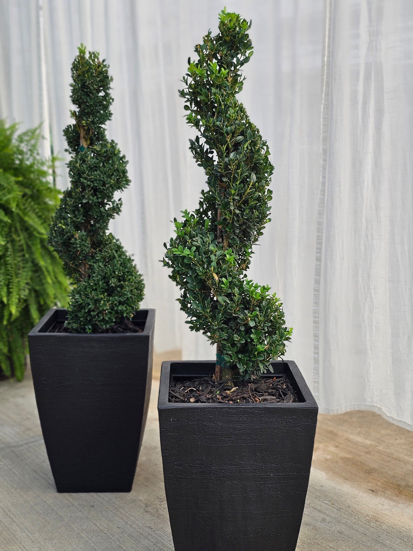 Spiral Topiary - Boxwood (medium/black)