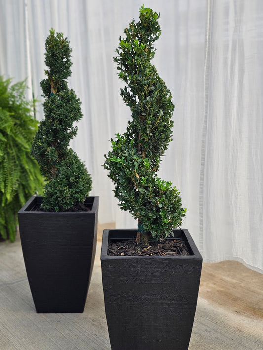 Spiral Topiary - Boxwood (medium/black)