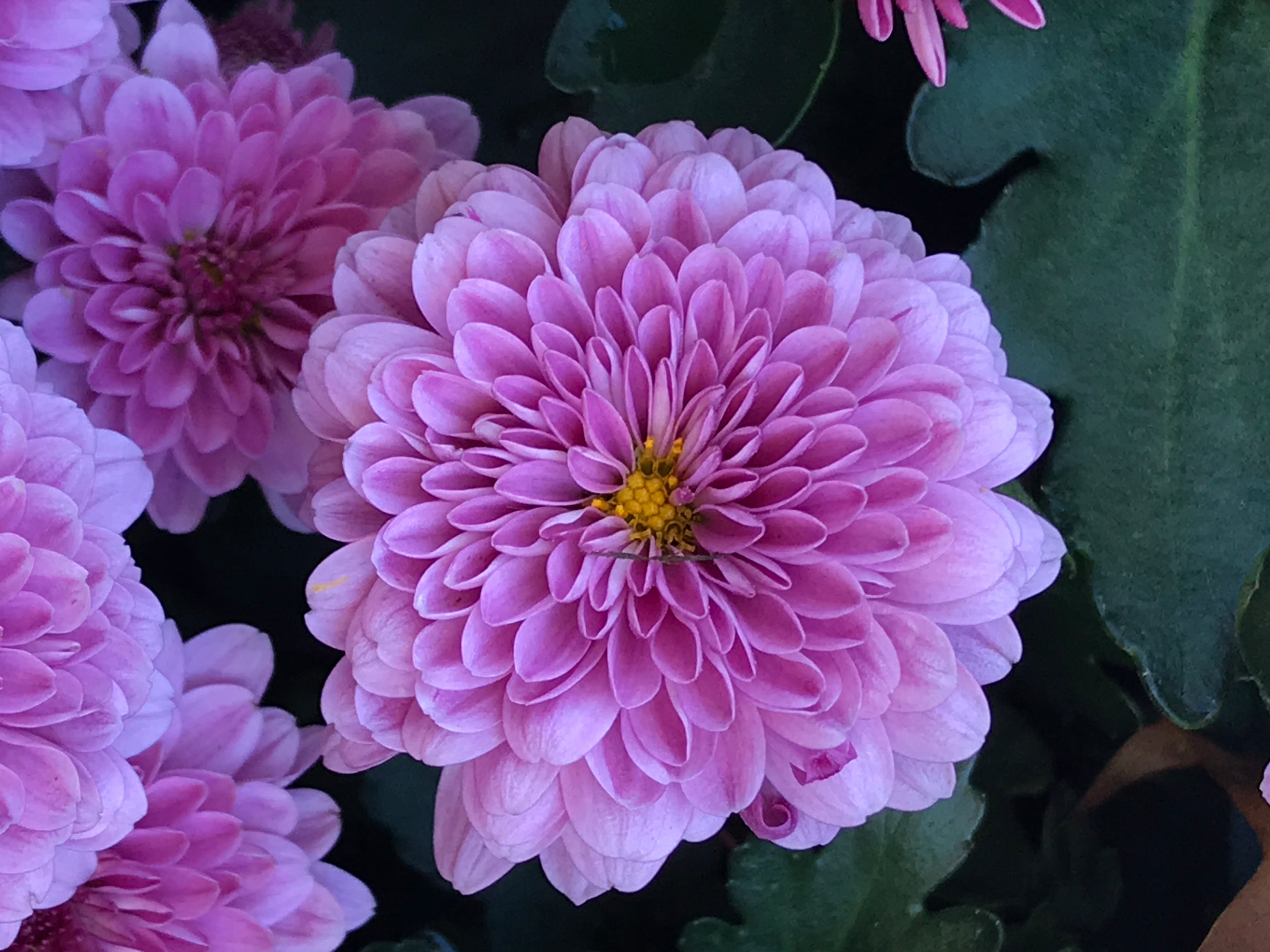 close up of dark pink flower
