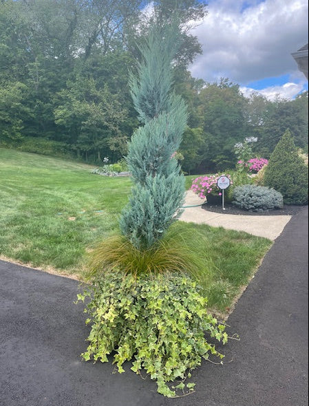 Jumbo Spiral Topiary - Moonglow Juniper w/ Ivy & Grass
