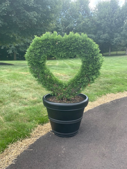 Heart Topiary - Arborvitae