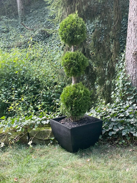 3-Tier Ball Topiary - Arborvitae (black)