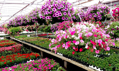 10" Top Seller Proven Winners Combo Basket - Sharon Elementary