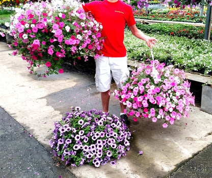 10" Top Seller Proven Winners Combo Basket - Sharon Elementary