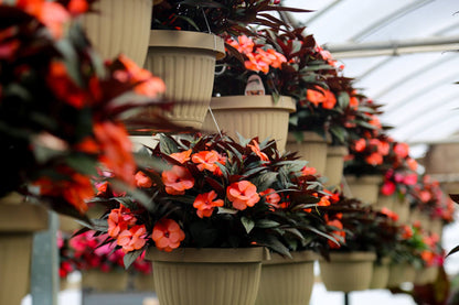 SunPatiens Combo Premium 10" Baskets - Sacred Heart