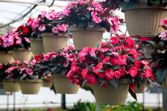 SunPatiens 10" Premium Baskets - Immaculate Heart of Mary