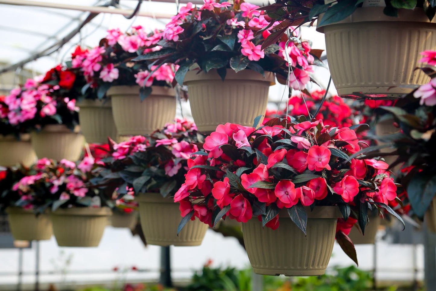 SunPatiens 6" Pots - Sharon Elementary