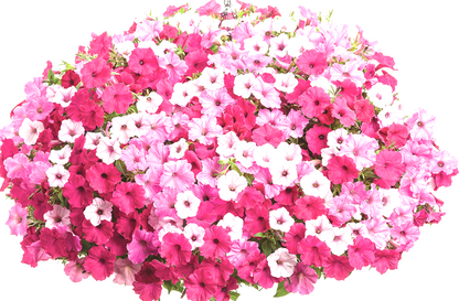 10" Top Seller Proven Winners Combo Basket - Coventry Highschool