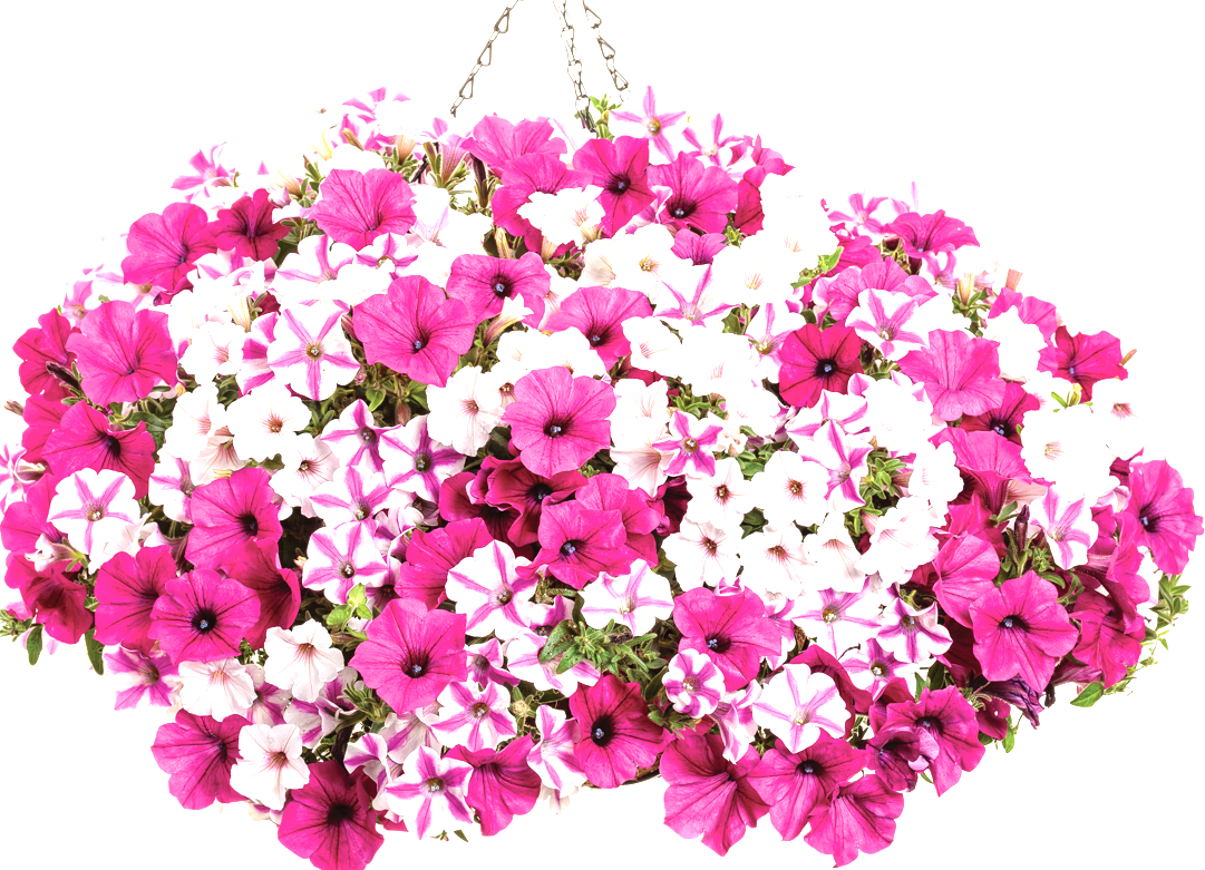 10" Top Seller Proven Winners Combo Basket - Coventry Highschool