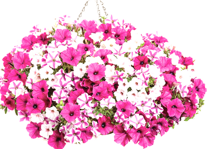 10" Top Seller Proven Winners Combo Basket - Coventry Highschool