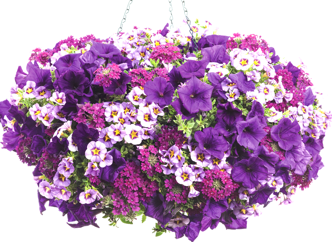 10" Top Seller Proven Winners Combo Basket - Coventry Highschool