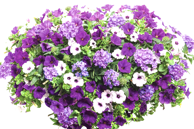 10" Top Seller Proven Winners Combo Basket - Coventry Highschool