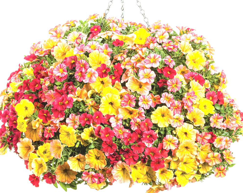 10" Top Seller Proven Winners Combo Basket - Coventry Highschool