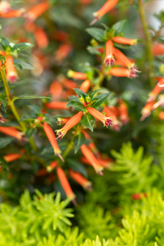Featured Pollinator: Vermillionaire® Large Firecracker Plant