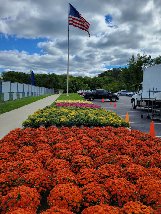 1 Gallon Fall Mums - Cuyahoga Falls Highschool