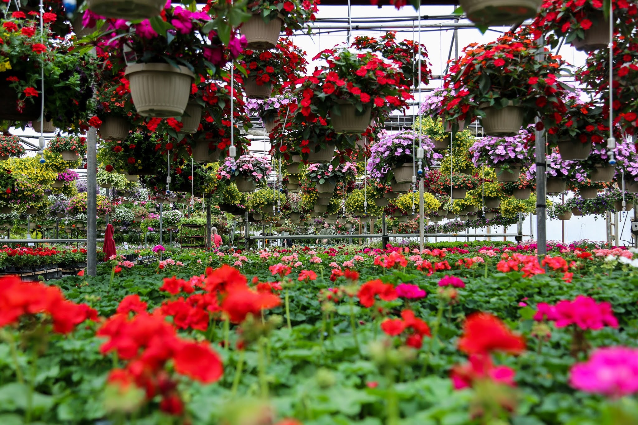in line with a sea of geranium plants with large, bright, full bloom new guinea impatiens towering above.