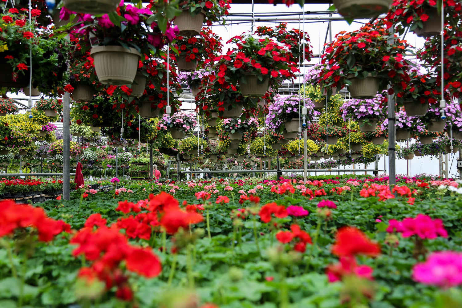 Blooming Acres Inc. Greenhouse in Wadsworth, Ohio