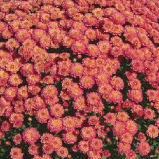 1 Gallon Fall Mums - Wadsworth Lions Club