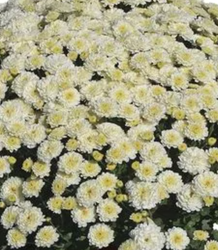 1 Gallon Fall Mums - Wadsworth Lions Club