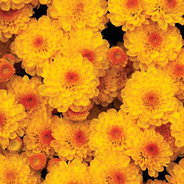 1 Gallon Fall Mums - Wadsworth Lions Club