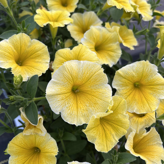 Featured Annual: SUPERTUNIA® SAFFRON FINCH™ Petunia