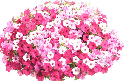 10" Top Seller Proven Winners Combo Basket - Sacred Heart