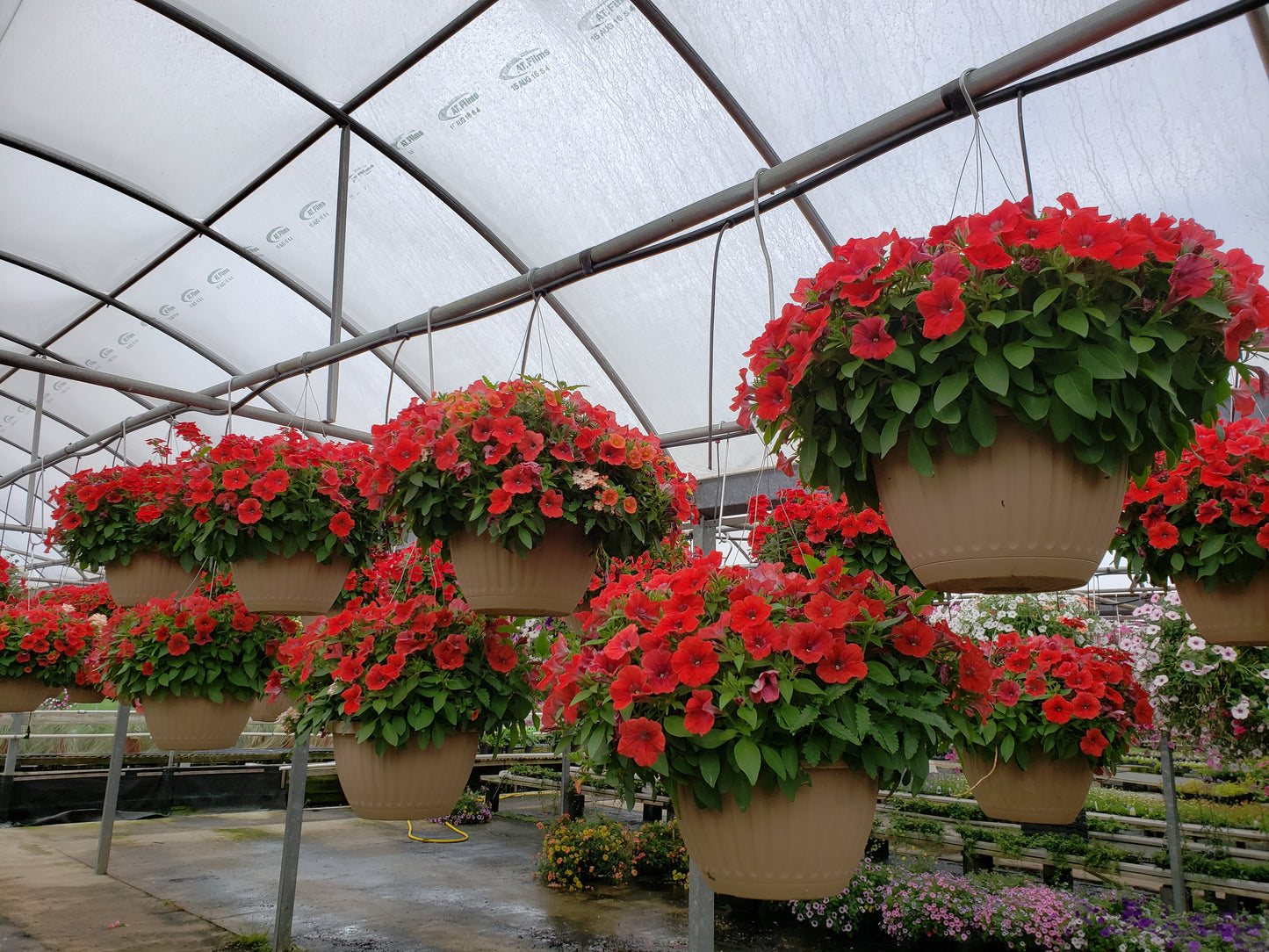 10" Top Seller Proven Winners Combo Basket - Coventry Highschool