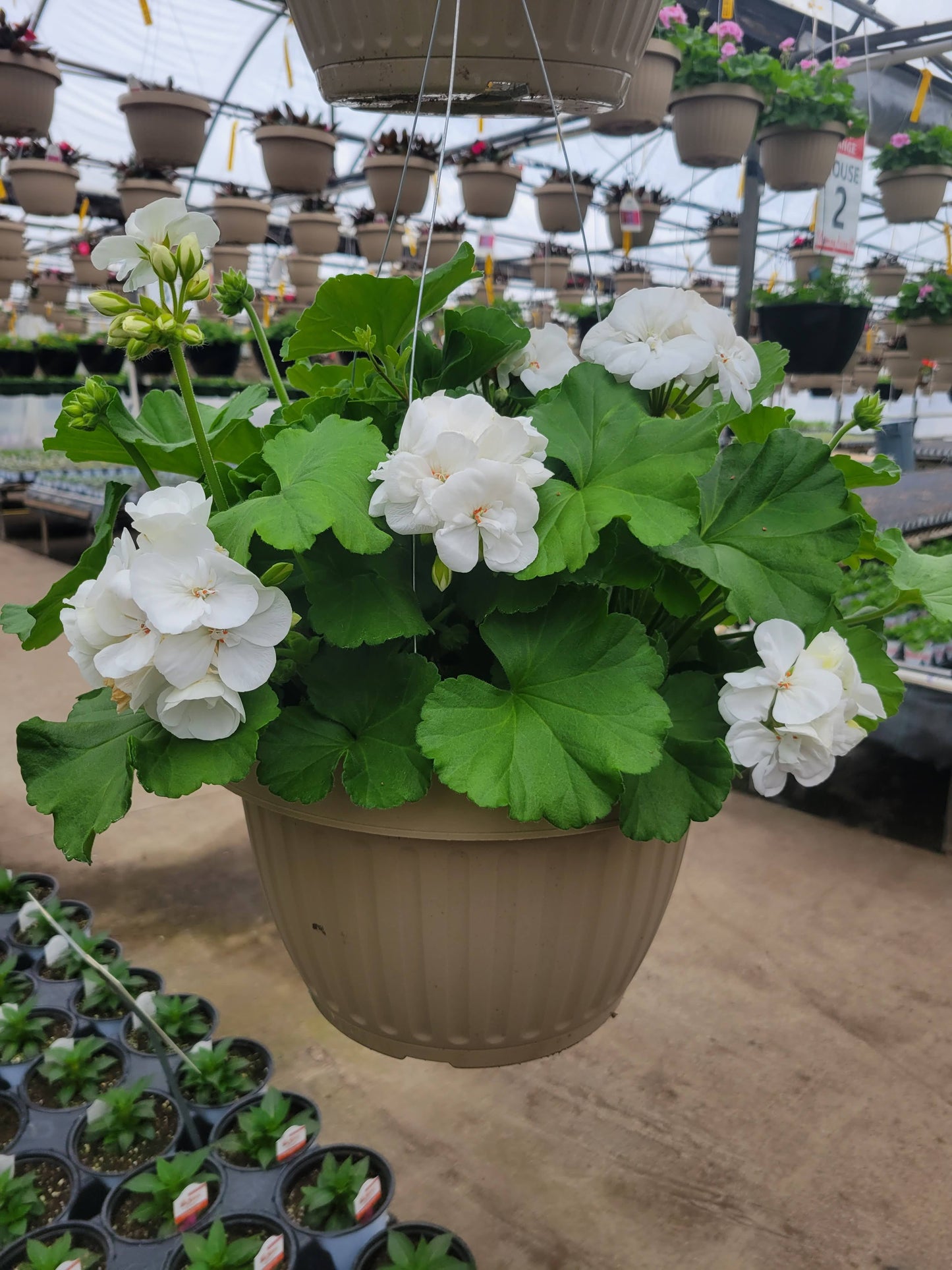 Geranium 10" Basket - Sacred Heart
