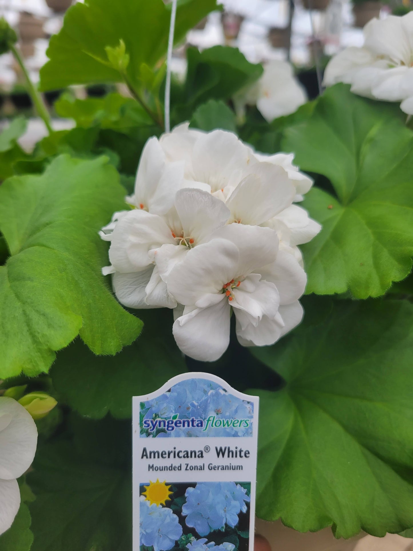 Geranium 10" Basket - Sacred Heart