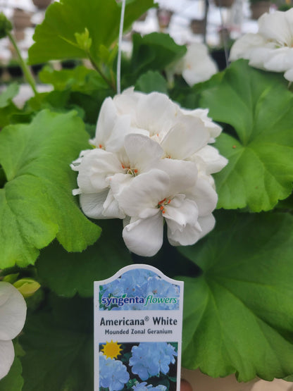 Geranium 10" Basket - Sacred Heart