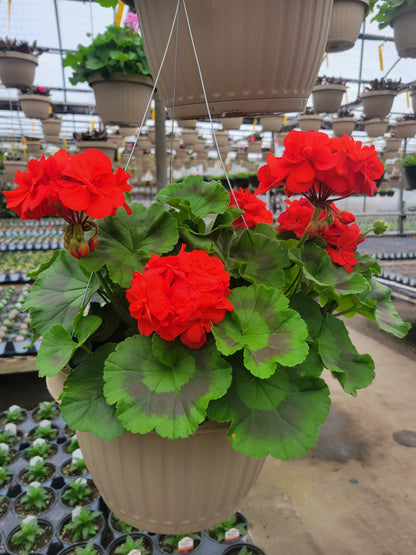 Geranium 10" Basket - Sacred Heart