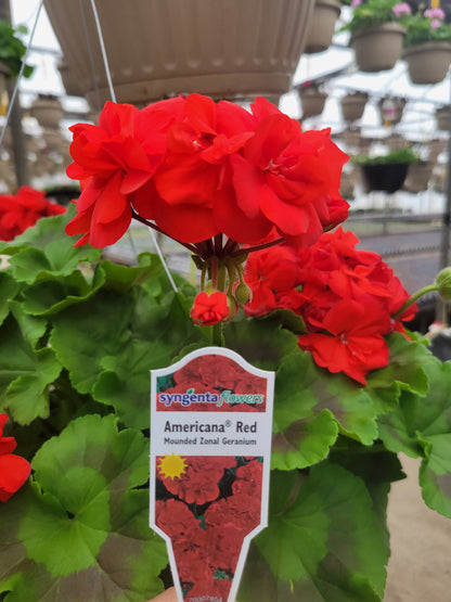 Geranium 10" Basket - Sacred Heart