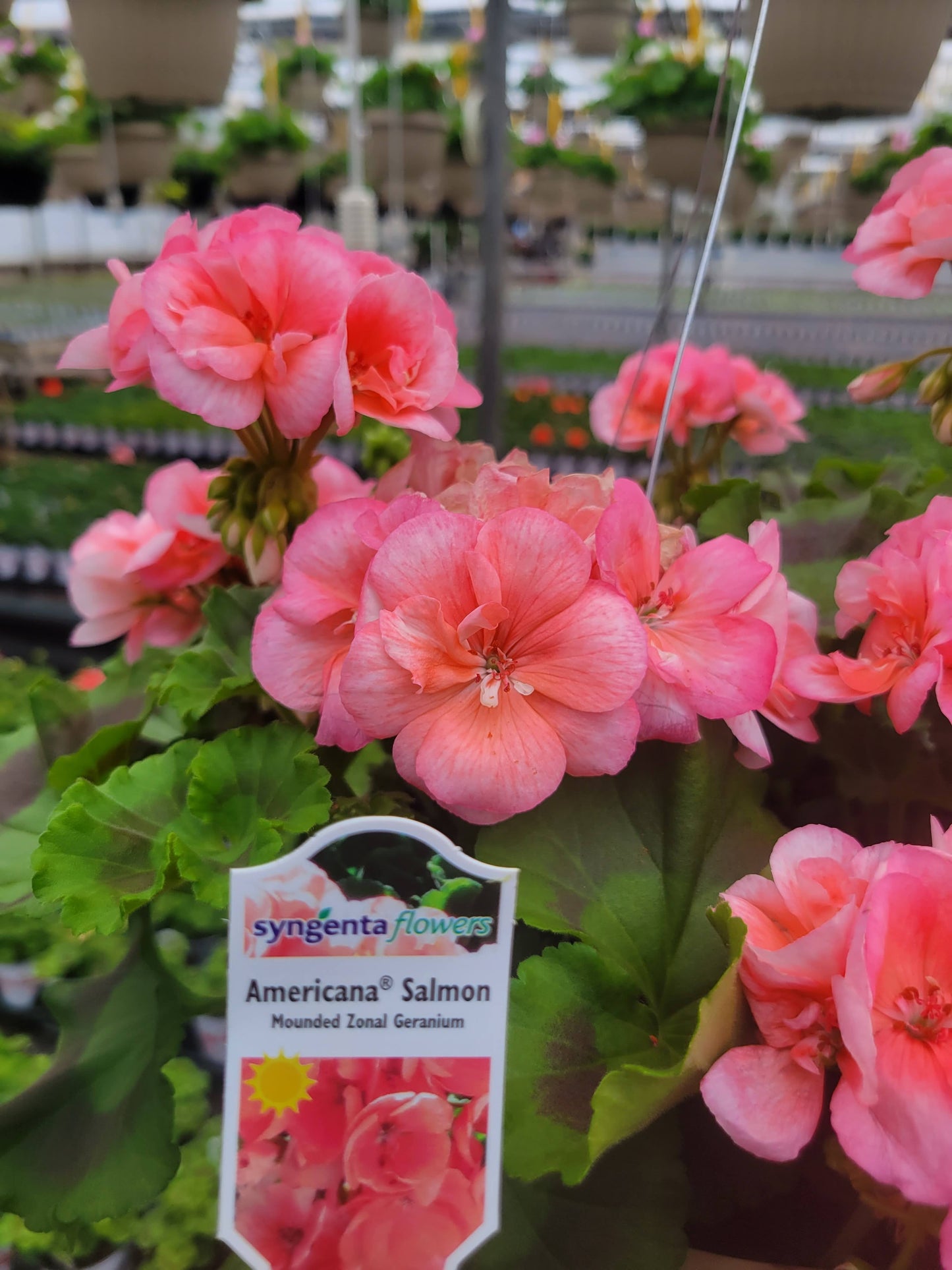 Geranium 10" Basket - Sacred Heart