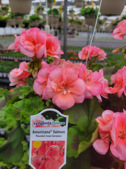 Geranium 10" Basket - Sacred Heart