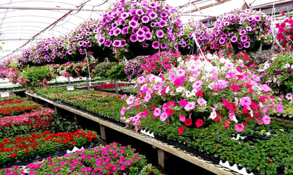 10" Top Seller Proven Winners Combo Basket - Coventry Highschool