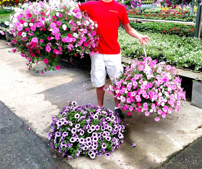 10" Top Seller Proven Winners Combo Basket - Coventry Highschool