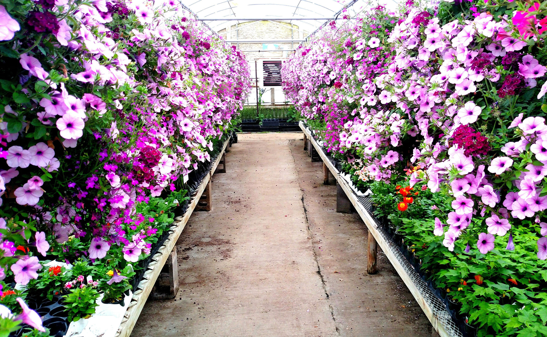 Blooming Acres Inc. Greenhouse in Wadsworth, Ohio