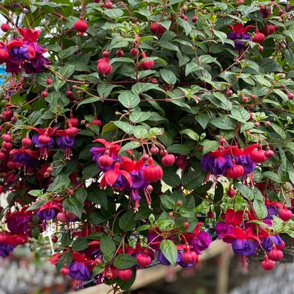 Fuchsia 10" Basket - Sacred Heart